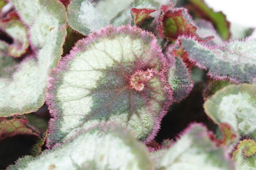 Begonia rex