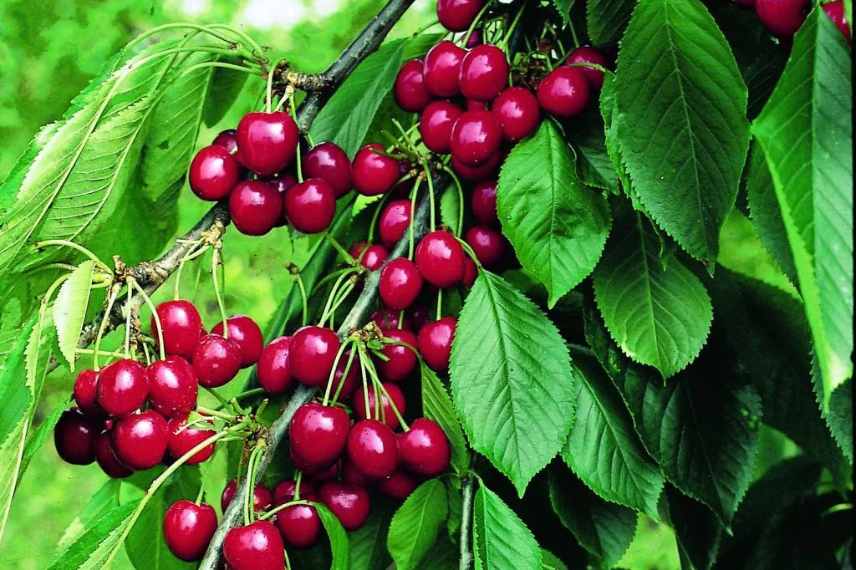 cerisiers autofertiles