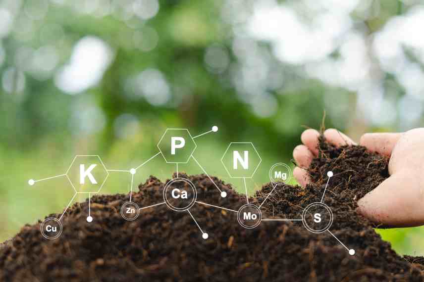 NPK besoins des plantes