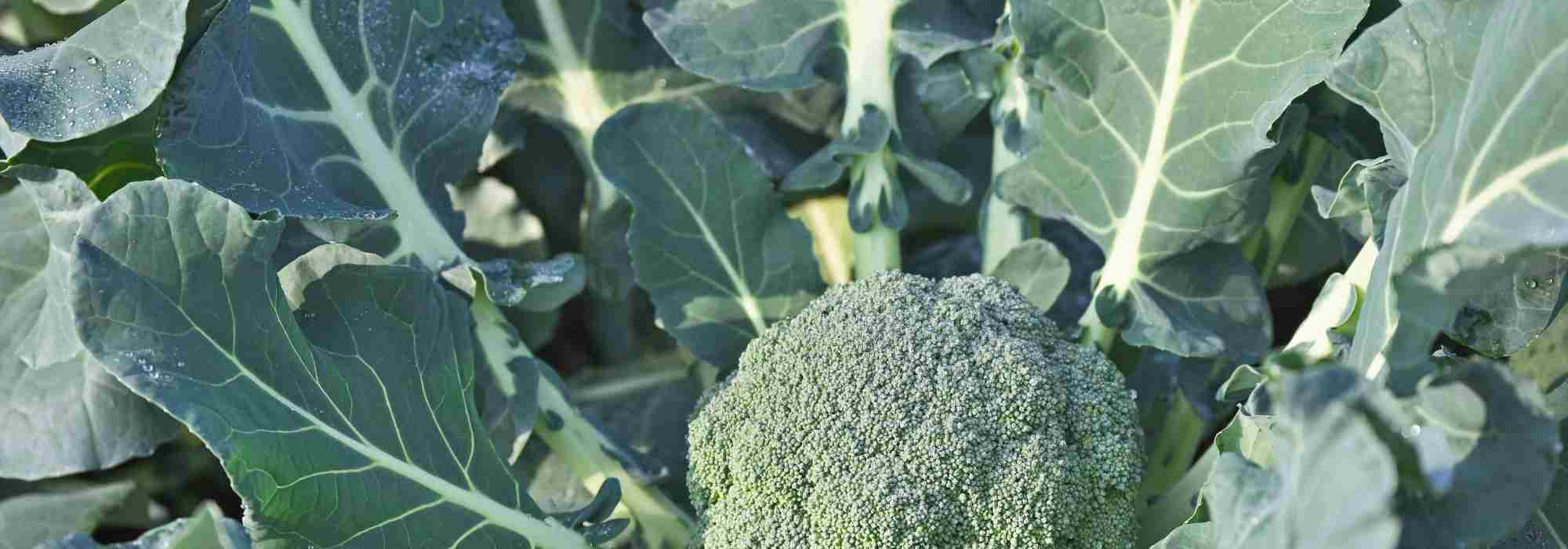 Comment choisir la meilleure variété de brocoli pour le potager ?