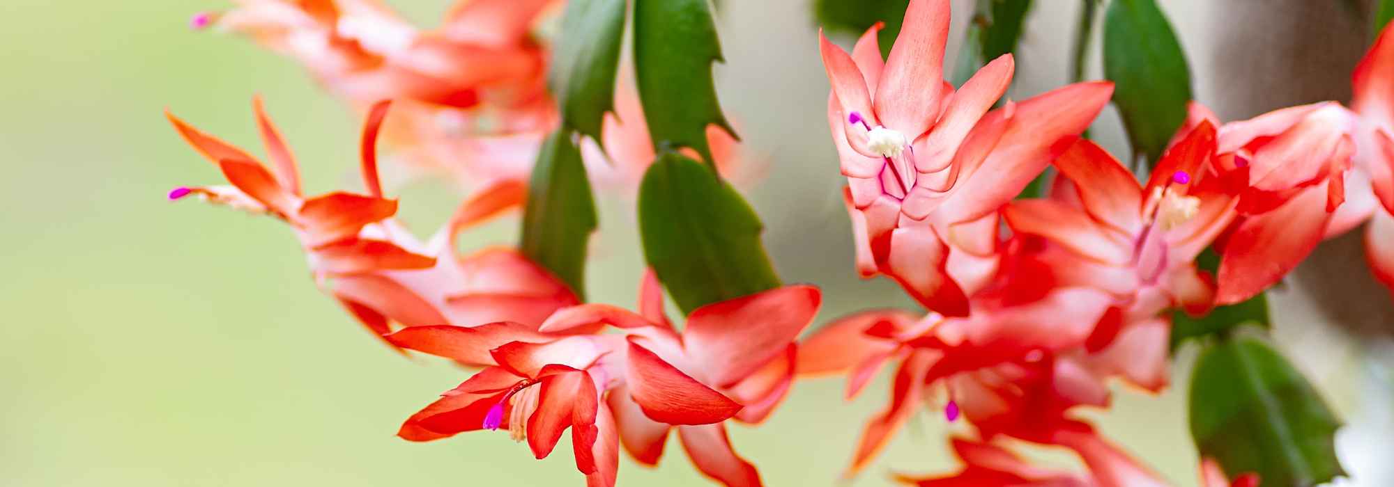 Cactus de Noël, Schlumbergera : culture et entretien pour une floraison éclatante en hiver