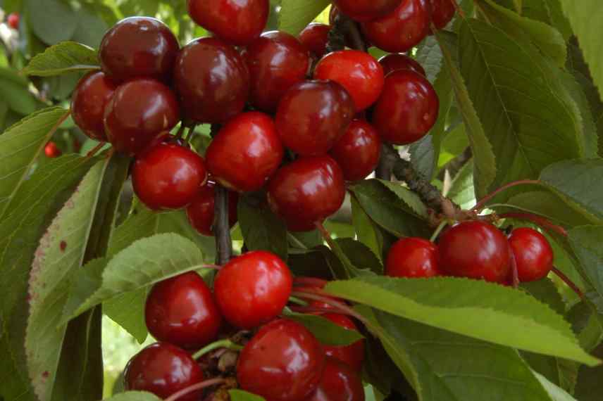grosses cerises sucrées