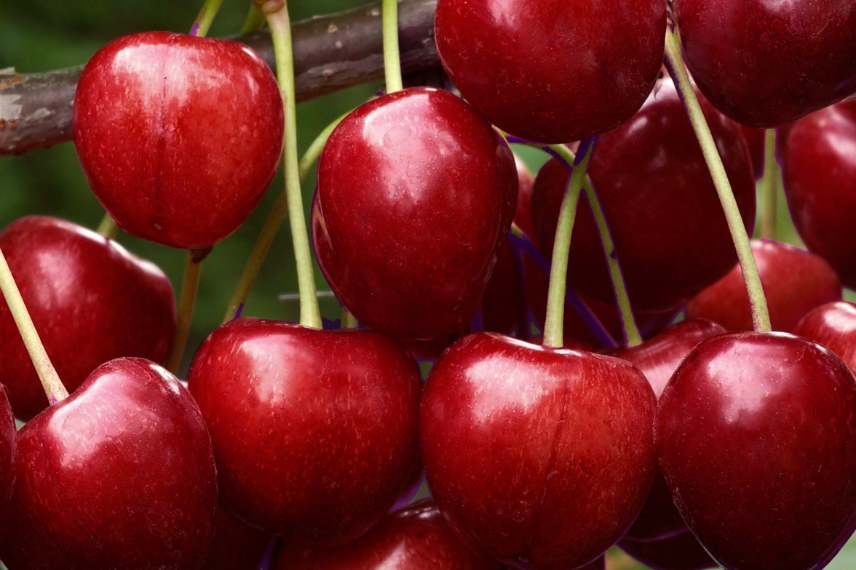 grosses cerises sucrées