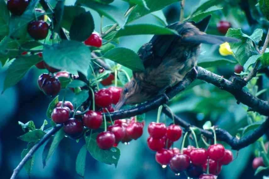 cerisier filet anti-oiseaux
