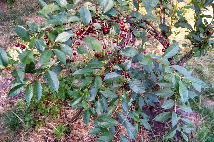 cerisiers pour petit jardin