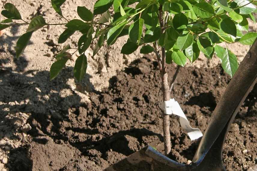 cerisier autofertile plantation