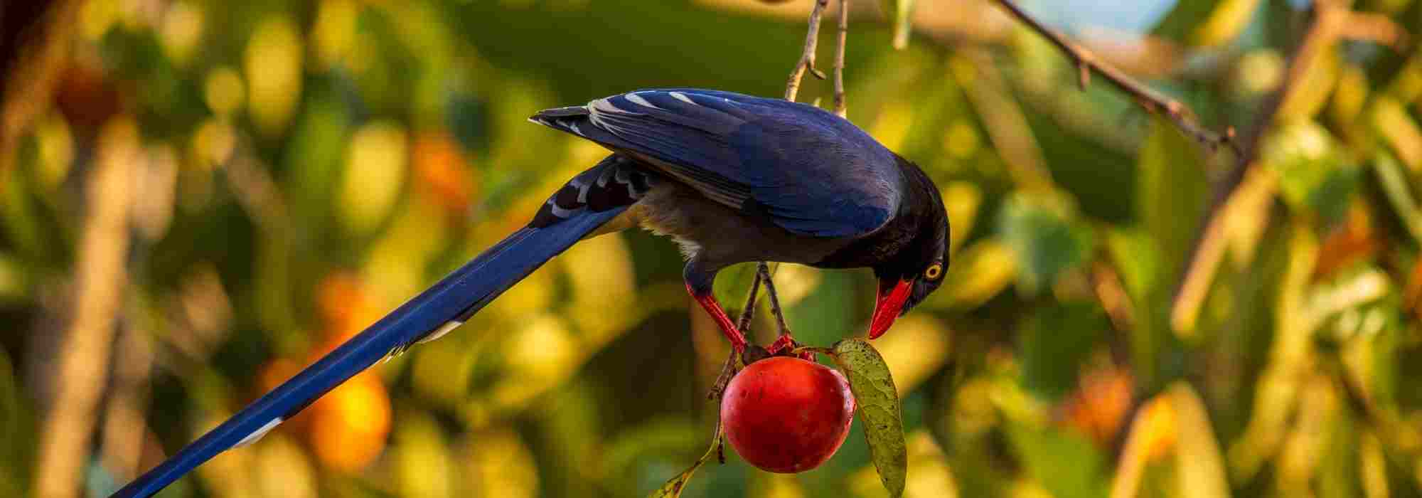 Filet anti-oiseaux sur un cerisier : quand et comment l'installer ?