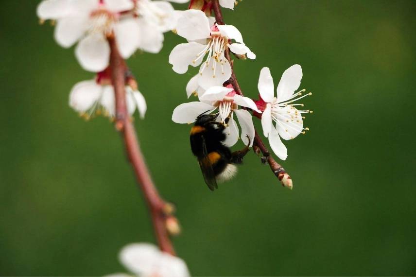 cerisiers autofertiles dans petit espace