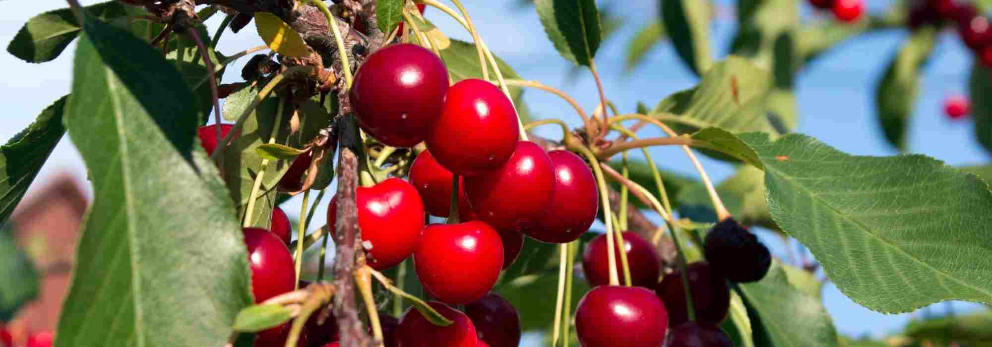 Quel cerisier planter pour récolter de grosses cerises sucrées ?
