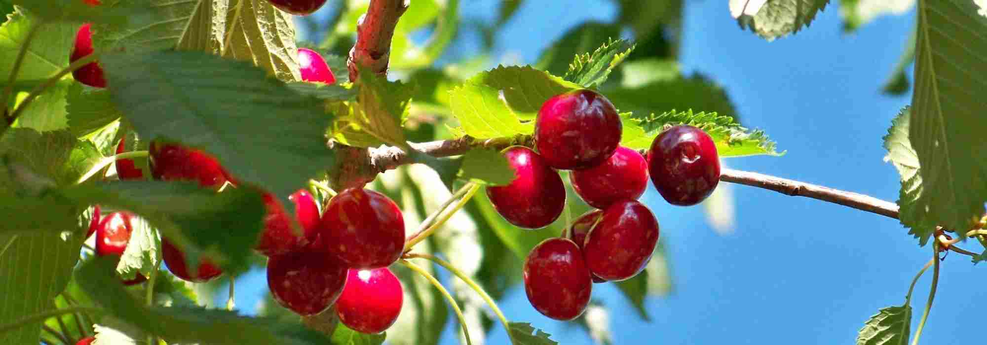 Les cerisiers autofertiles, parfaits pour les petits jardins