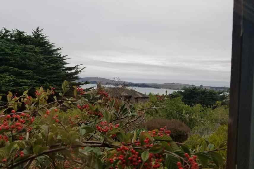 vegetaux contraintes bord de mer