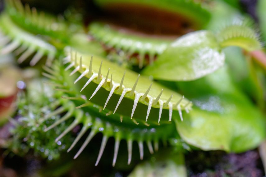 plante carnivore Dionée