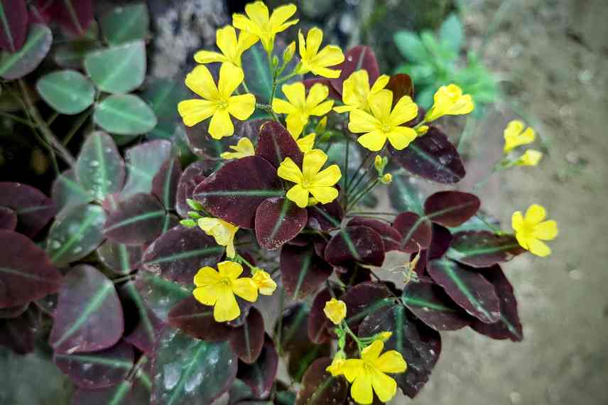 oxalis se debarrasser