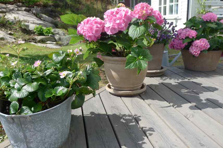 arrosage et moustiques