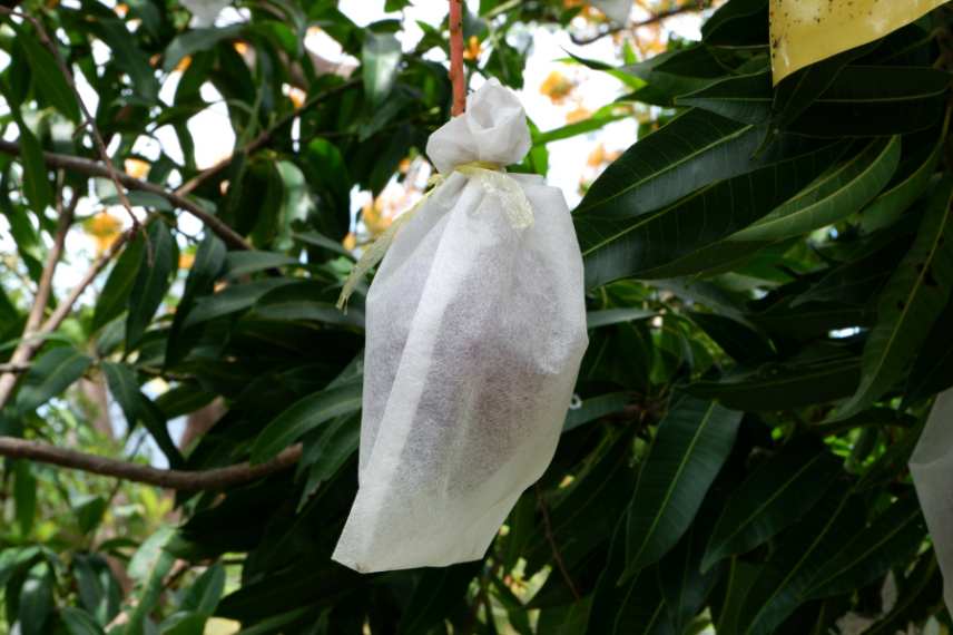 frelons : comment préserver les fruits ?