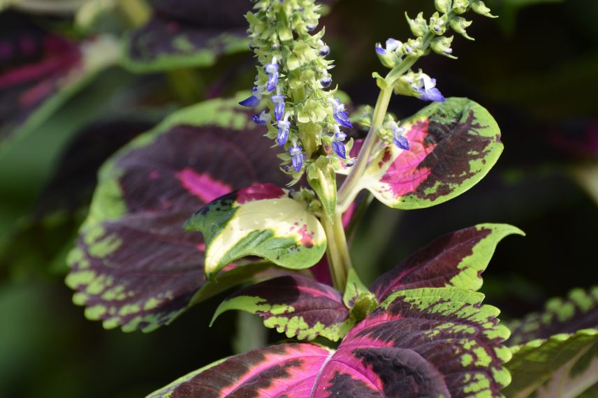 feuillage et fleurs de Coleus