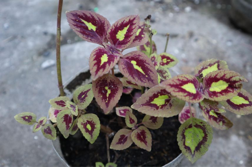 feuillage coloré de Coleus