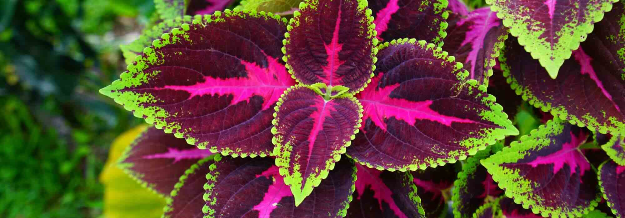 Coléus d'intérieur : l'entretien au fil des saisons