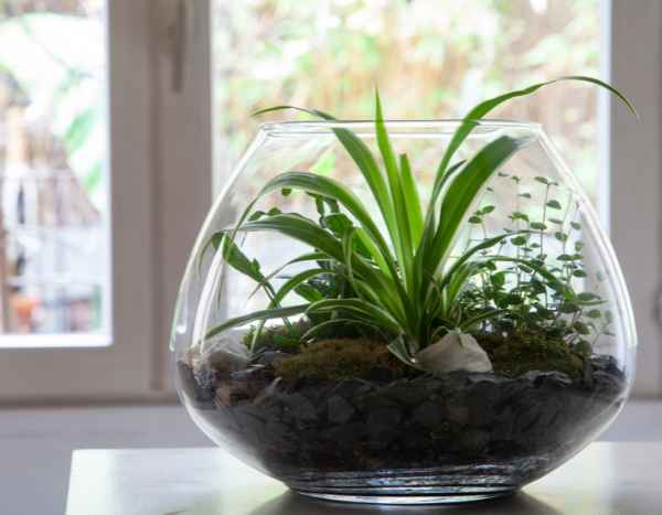 Comment faire un terrarium ouvert ?