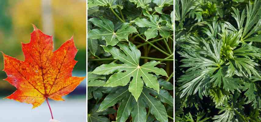 exemples feuilles palmees