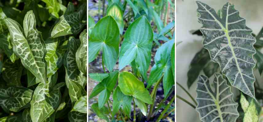 formes de feuilles exemples