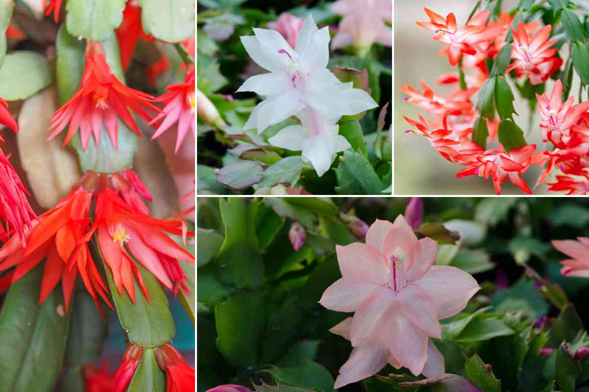 fleurs du cactus de noel