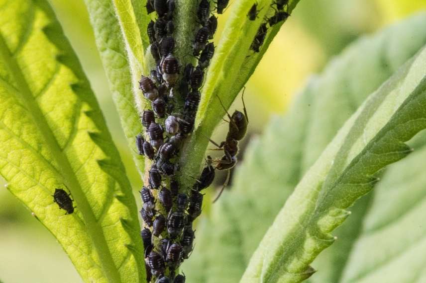 fourmis au pied des plantes : comment agir ?