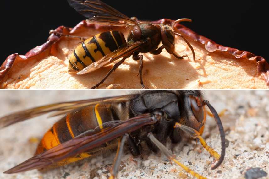 frelon européen et frelon asiatique : quelles différences