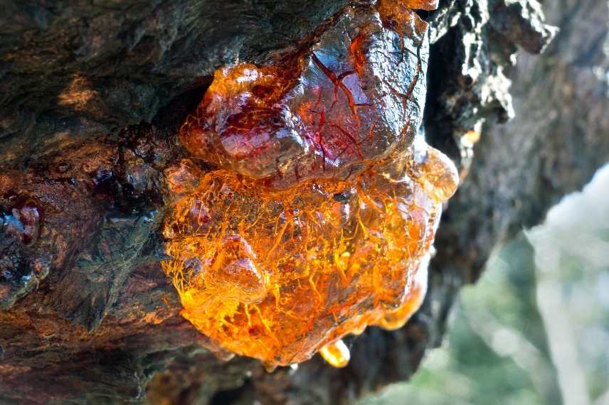 mandarinier maladie gommose