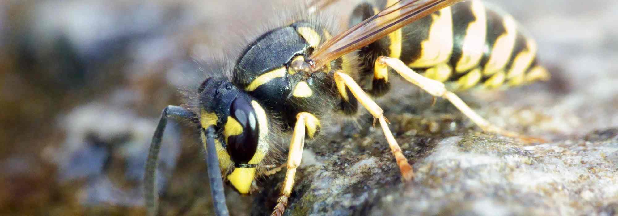 Comment limiter les guêpes au jardin sans nuire à la biodiversité ?