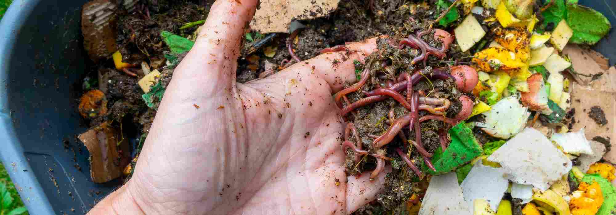 Les insectes du compost : ceux qu'il faut accueillir, ceux qu'il faut limiter