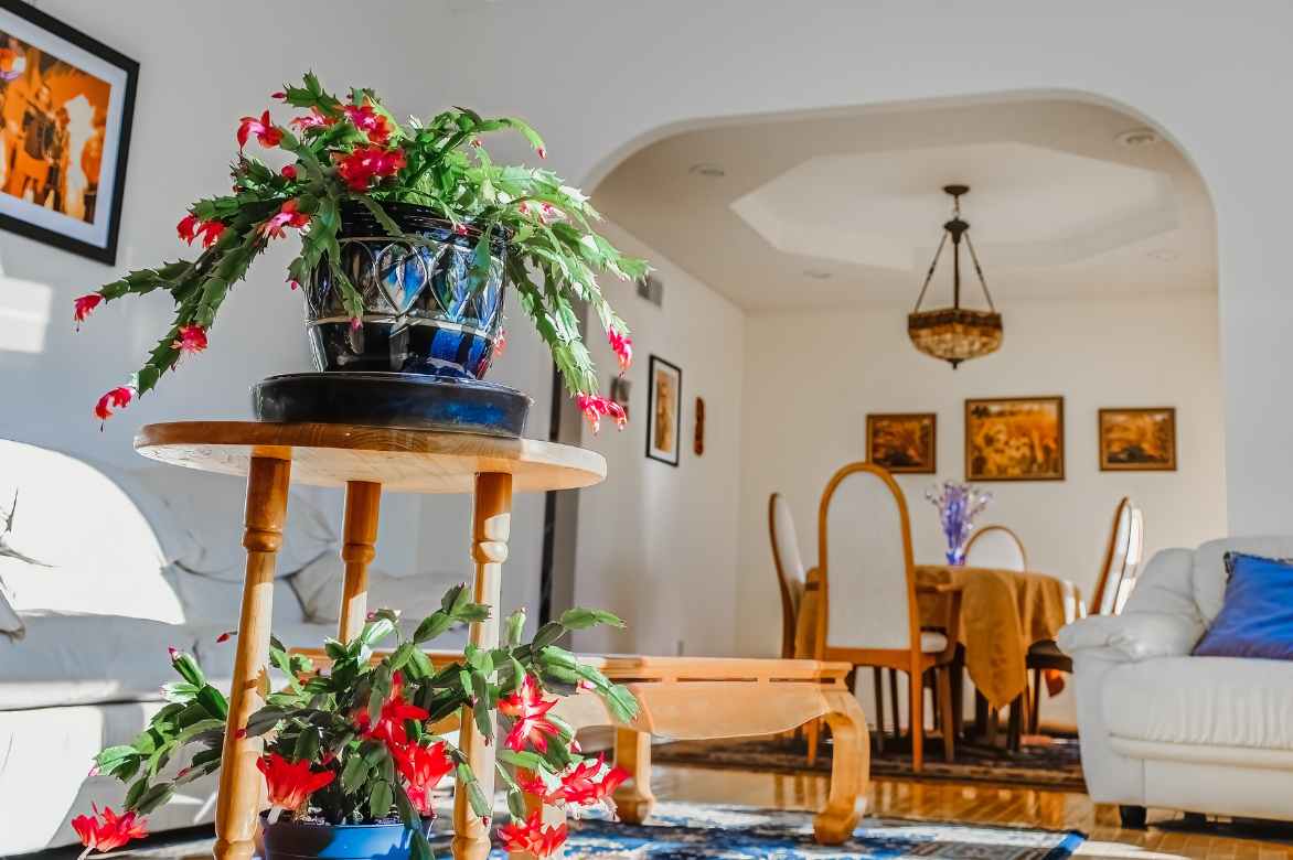 schlumbergera ou le placer