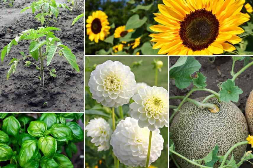 que planter semer apres saints de glace