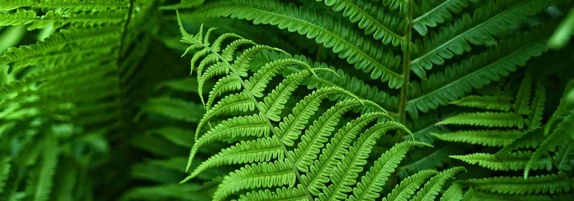 Feuillages : zoom sur les formes de feuilles les plus fréquentes