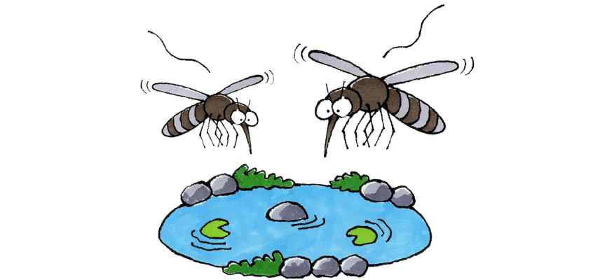 moustiques sur bassin lutte