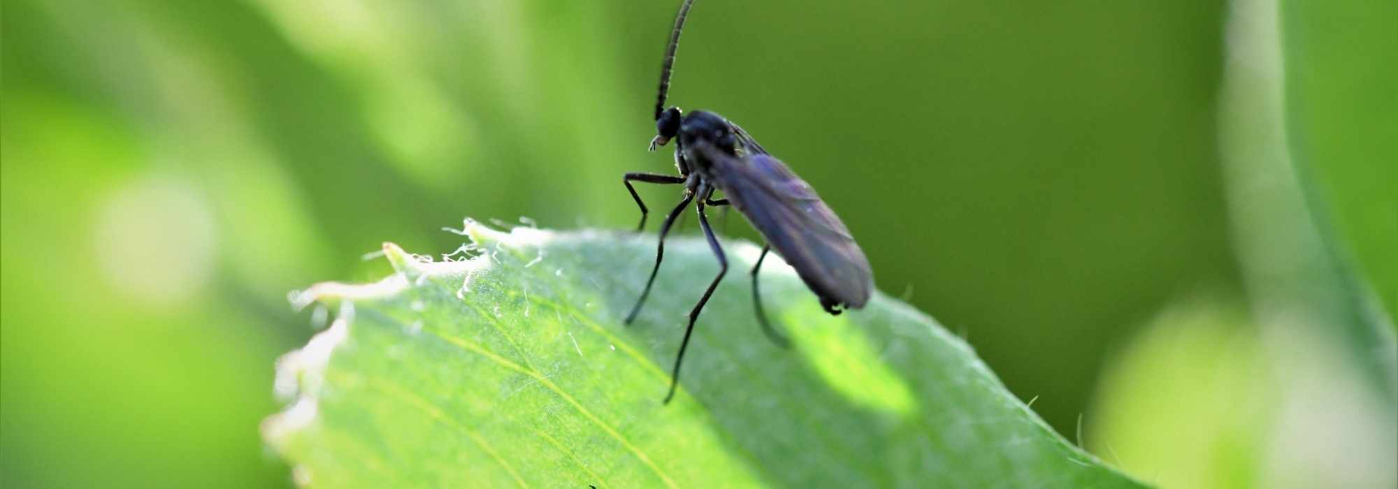 Mouches du terreau dans les pots : comment éviter efficacement leur prolifération ?