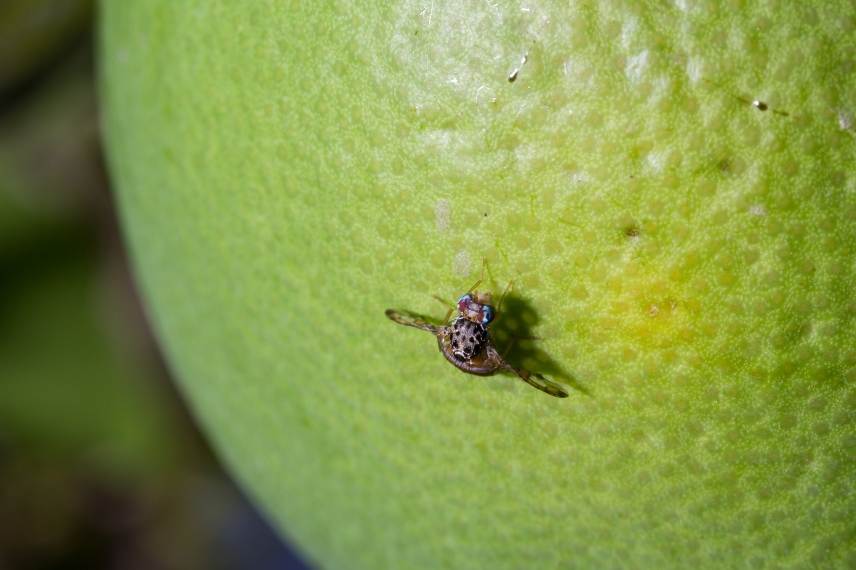 mouche méditerranéenne des fruits lutte