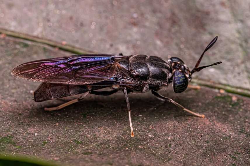 insectes du compost mouche soldat