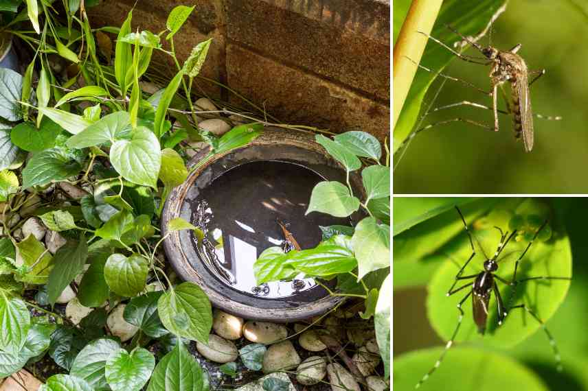 comment eviter les moustiques jardin