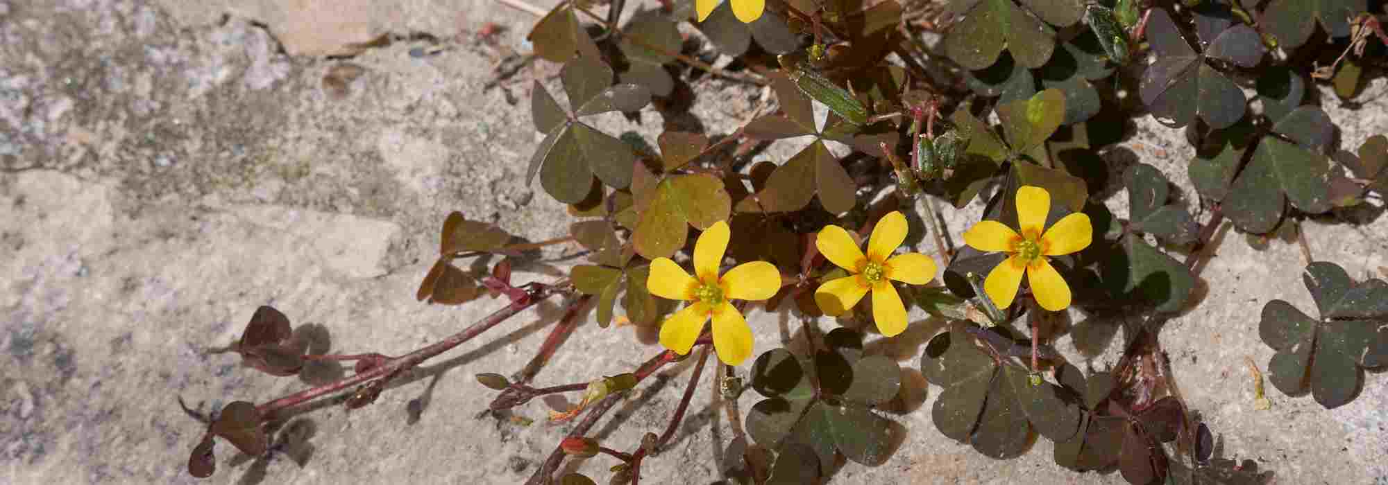 L’Oxalis envahit vos massifs ou vos pots ? Nos solutions pour s’en débarrasser