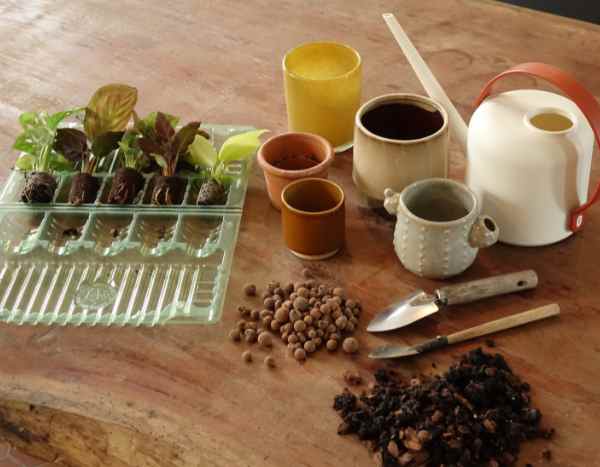 Comment rempoter les mini-plantes d’intérieur sans se tromper ?