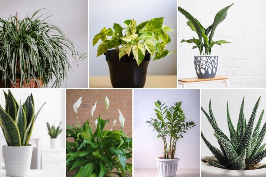 des plantes d'intérieur adaptées à la chambre