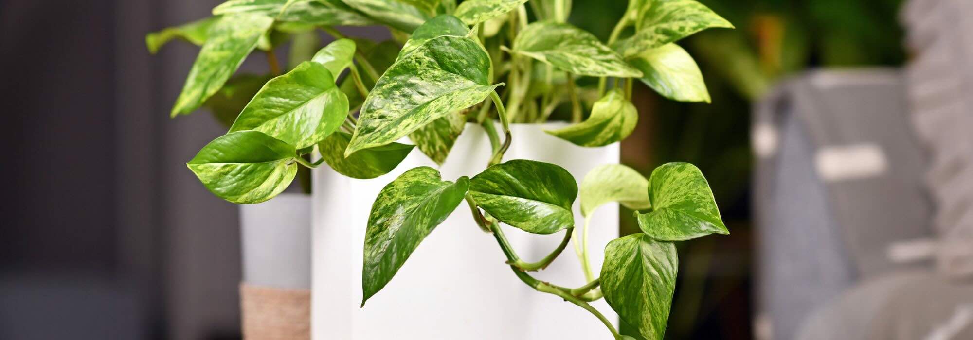 Les plantes d’intérieur increvables : 7 valeurs sûres pour un intérieur verdoyant sans prise de tête