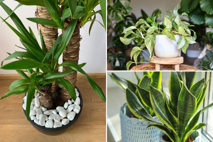 Quelques plantes d'intérieur résistantes à toute épreuve