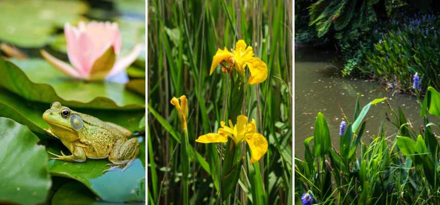 plantes bassins et moustiques