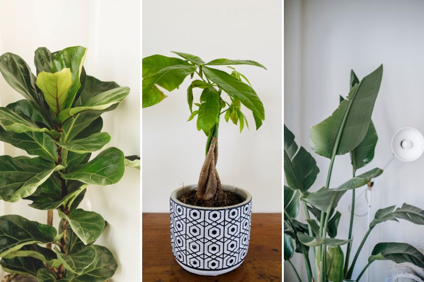 plantes d'intérieur pour salon lumineux