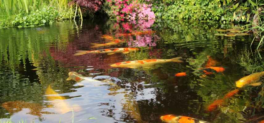 faut il installer poissons dans bassin contre moustiques