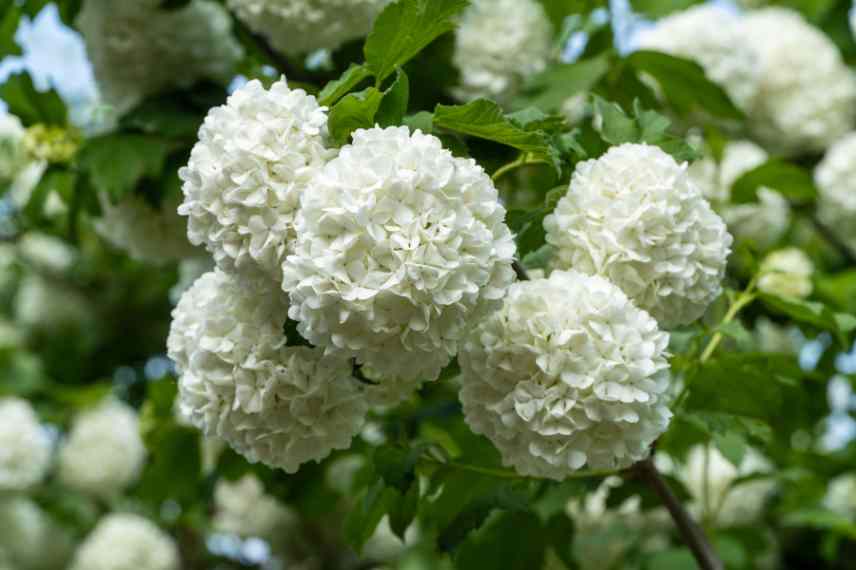 arbustes beaux en bouquet