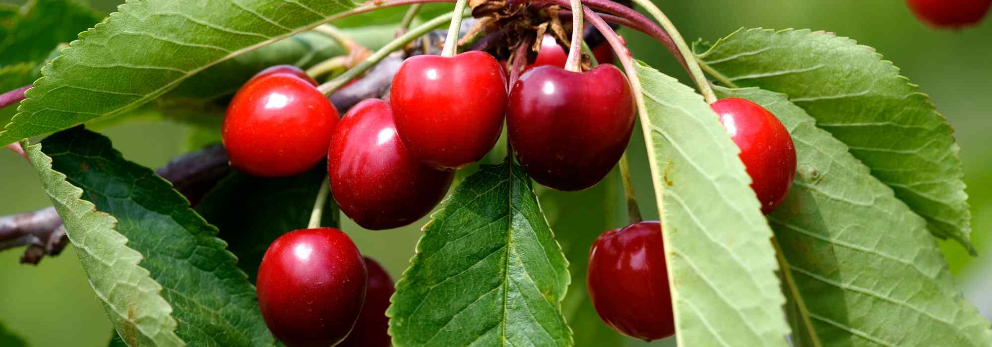 Les cerisiers nains, parfaits pour les balcons, terrasses et petits espaces