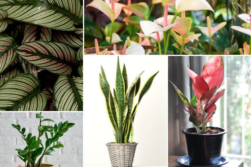 plantes de salon moyennement lumineux